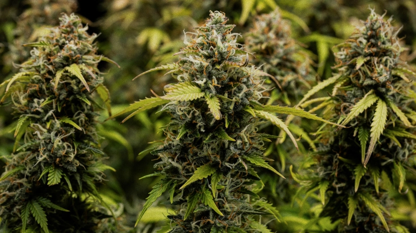 Granddaddy Purple Auto cannabis buds in close-up, showing dense trichome-covered colas, orange pistils, mature green flowers, and frosty resin before harvest.