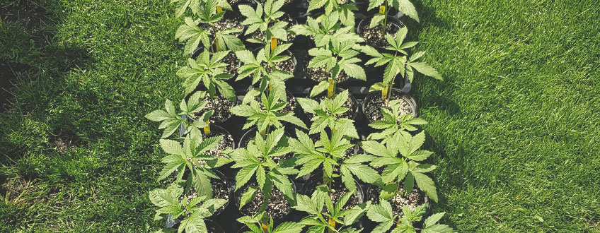 Preparing Your Organic Cannabis Grow for the Outdoor Season