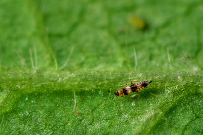 Thrips Cannabis Infestation