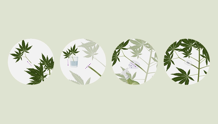 Learn how to graft cannabis plants with our step-by-step guide. Discover the necessary equipment, how to choose the best rootstock and scion, and follow our grafting tutorial.