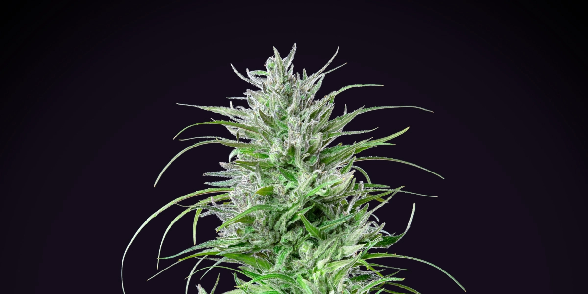 Critical Kush: Compact Indica With Strong Yield Critical Kush cannabis plant with a dense frosty cola, bright green leaves, white pistils, and compact flowering growth against a dark background.