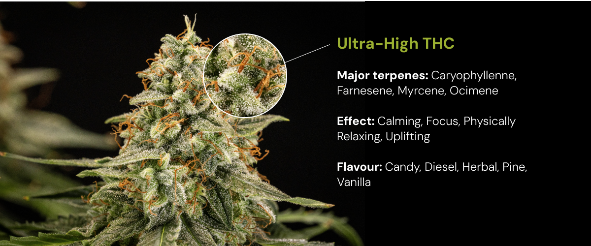 Ultra-High THC Cannabis Strain | Terpenes, Effects & Flavour Discover an ultra-high THC cannabis strain with major terpenes like caryophyllene, farnesene, myrcene and ocimene, plus calming, uplifting effects and candy-diesel flavour.
