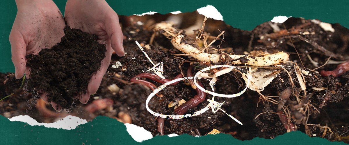 Close-up of earthworms in organic composting with fertile soil and decomposing organic matter. Discover the importance of earthworms in organic composting and fertile soil. Learn how to improve compost quality and enrich soil with decomposed organic matter.