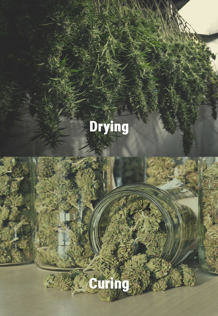 How to Avoid Moldy Weed During Drying and Curing