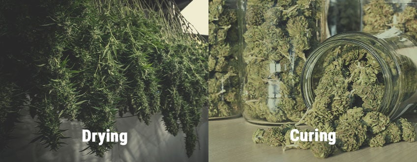 How to Avoid Moldy Weed During Drying and Curing