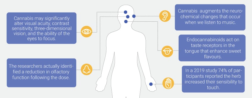 How Cannabis Affects the Senses