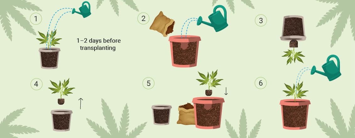 HOW TO TRANSPLANT CANNABIS