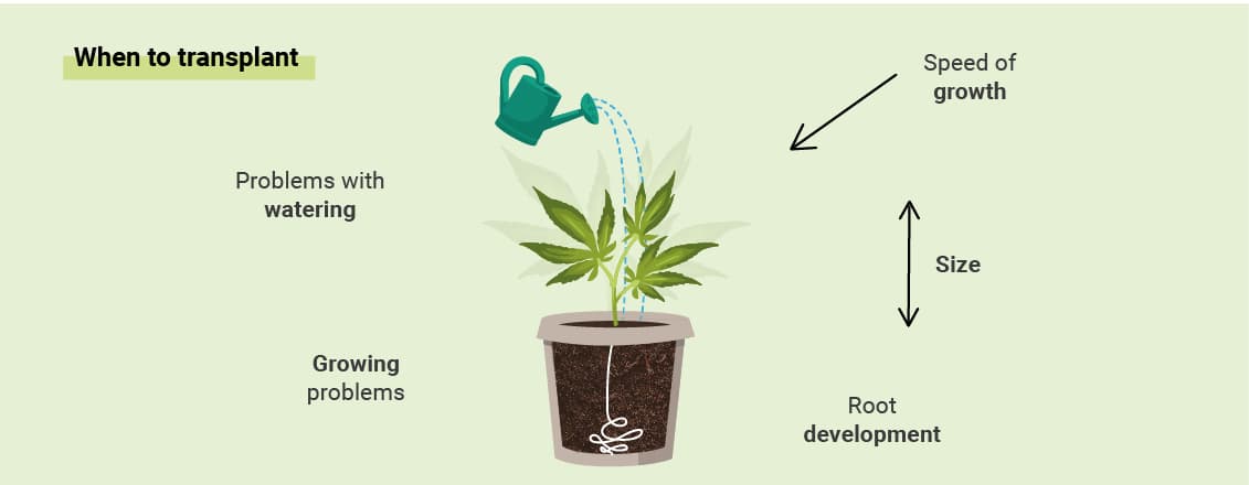 WHEN TO TRANSPLANT YOUR CANNABIS