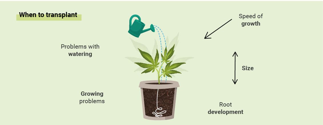 WHEN TO TRANSPLANT YOUR CANNABIS WHEN TO TRANSPLANT YOUR CANNABIS