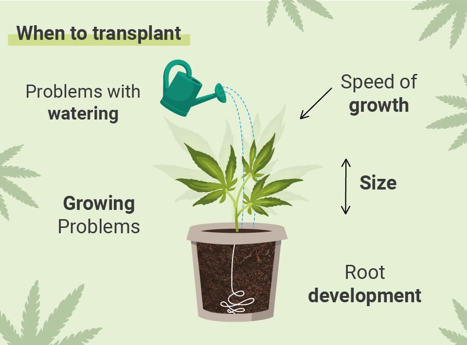 WHEN TO TRANSPLANT YOUR CANNABIS