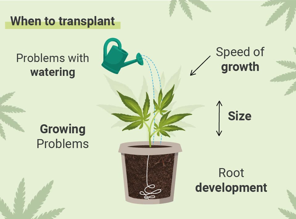 WHEN TO TRANSPLANT YOUR CANNABIS WHEN TO TRANSPLANT YOUR CANNABIS