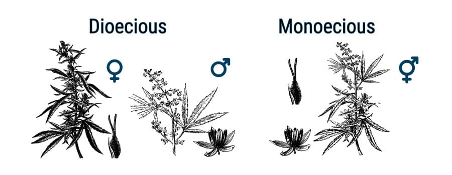 WHAT’S THE DIFFERENCE BETWEEN CANNABIS AND HEMP?