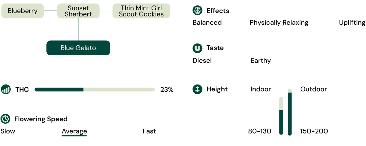 Blue Gelato Strain Characteristics