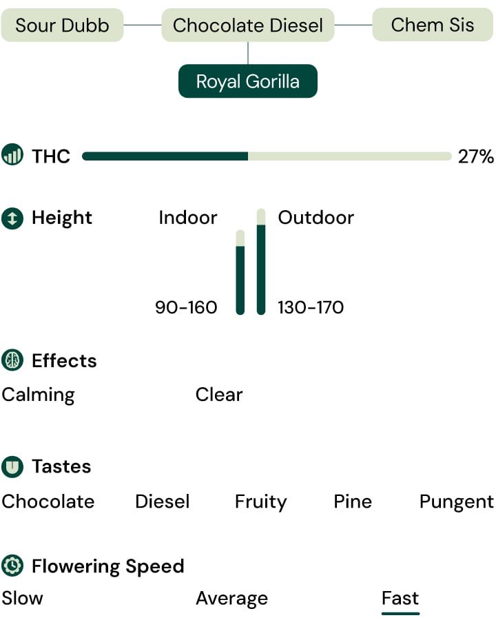 Royal Gorilla Strain Characteristics