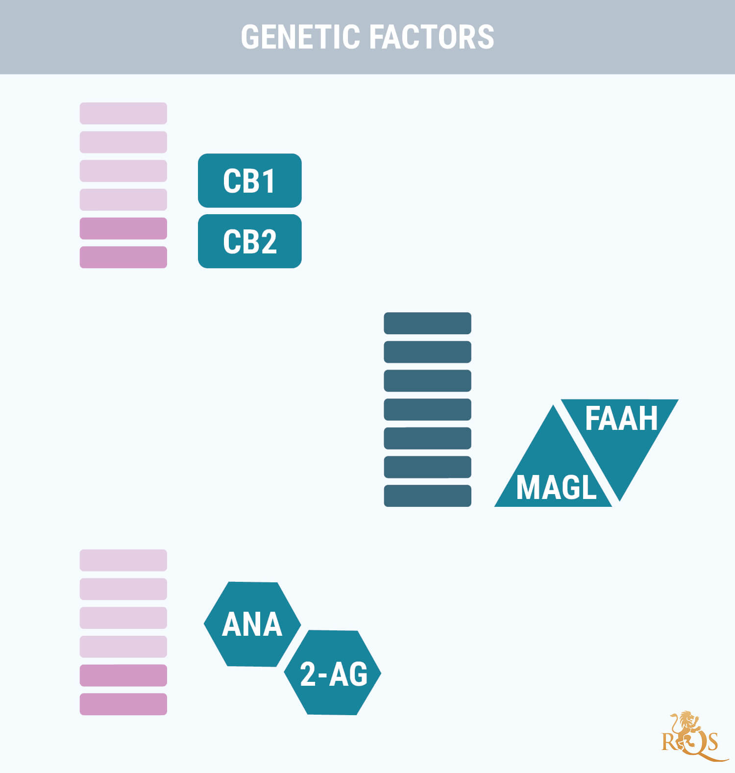 Genetic Factors