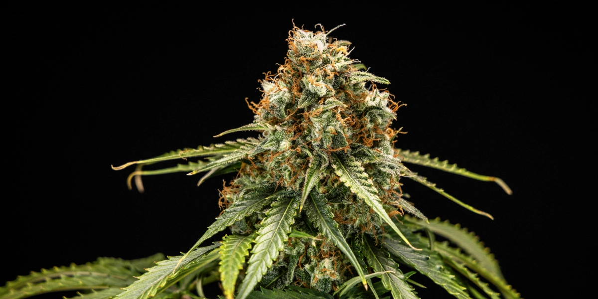 Epsilon F1 cannabis bud with dense resinous flowers, orange pistils, green leaves, and a compact flowering structure against a dark background.