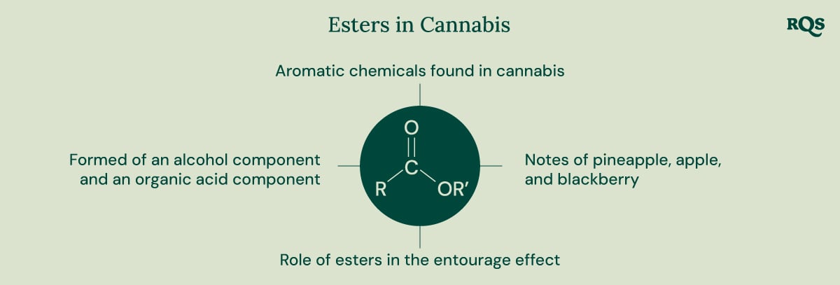 The Role of Esters in Cannabis A diagram illustrating the chemical structure of esters, their formation from alcohol and organic acid components, and their contribution to the aroma and potential entourage effect of cannabis.