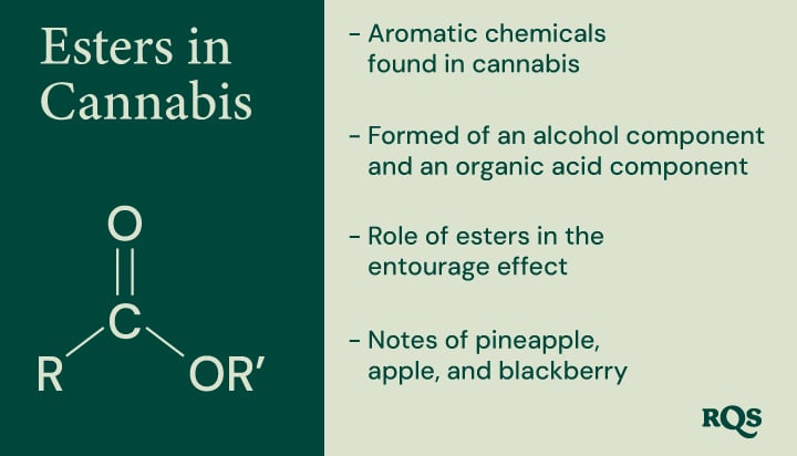 The Role of Esters in Cannabis A diagram illustrating the chemical structure of esters, their formation from alcohol and organic acid components, and their contribution to the aroma and potential entourage effect of cannabis.
