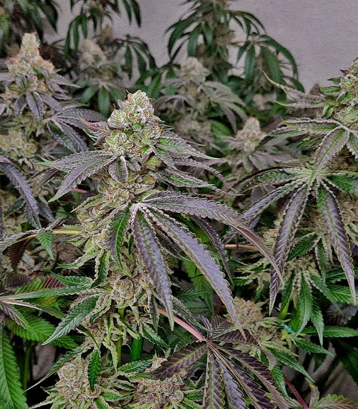 Mature cannabis clones heavy trichome covered buds faster harvest Dense frosty cannabis buds from clones showing faster flowering and shorter vegetative phase compared to seed grown plants ready for harvest