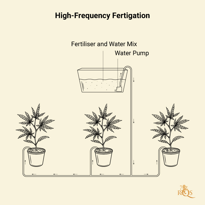 Fertigation in Cannabis