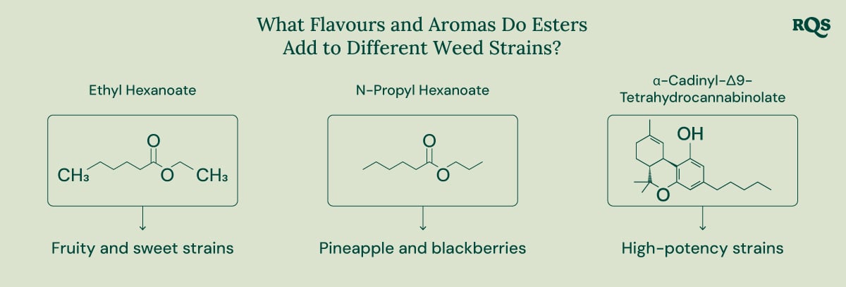 The Role of Esters in Cannabis and Nature A diagram showcasing the role of esters in cannabis and other natural sources. It highlights the chemical structure of specific esters, their associated aromas, and their presence in various plants and animals.