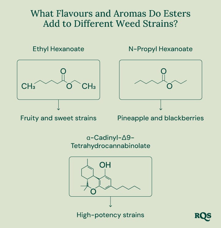 The Role of Esters in Cannabis and Nature A diagram showcasing the role of esters in cannabis and other natural sources. It highlights the chemical structure of specific esters, their associated aromas, and their presence in various plants and animals.