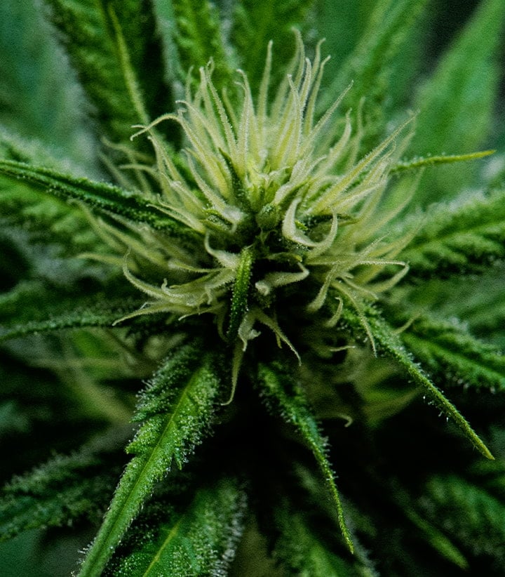 Close-up of Wedding Cake cannabis bud in full bloom, with dense resin-covered pistils and vibrant green leaves, showcasing the flowering phase.