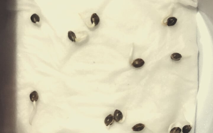 GERMINATION METHODS