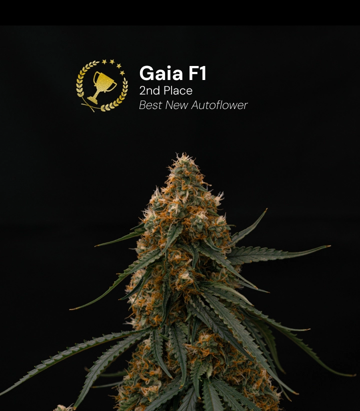 Gaia F1 Cannabis Strain Award Winner Discover Gaia F1, an award-winning autoflower cannabis strain that won 2nd place for Best New Autoflower.