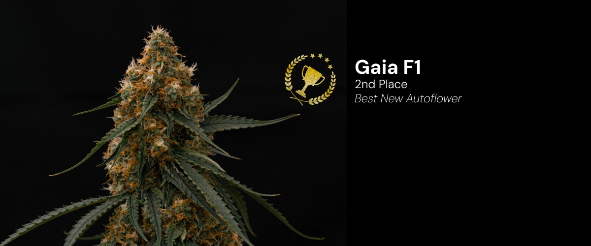 Gaia F1 Cannabis Strain Award Winner Discover Gaia F1, an award-winning autoflower cannabis strain that won 2nd place for Best New Autoflower.