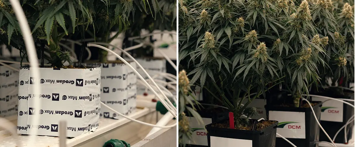 Controlled drought setup testing Gaia F1’s response to water stress and cannabinoid changes.