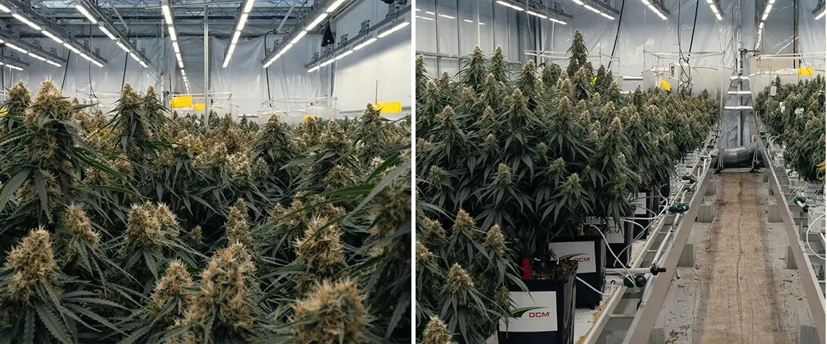 Controlled trial of Gaia F1 hybrid cannabis testing substrates, irrigation, and growth performance under identical conditions.