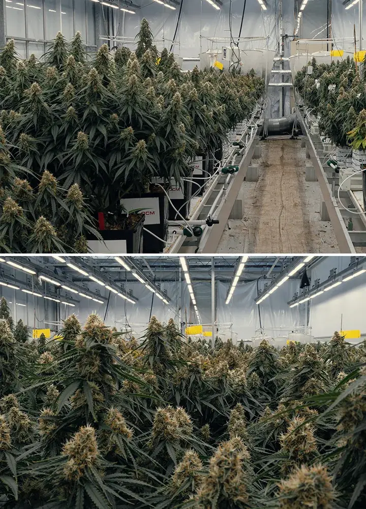 Controlled trial of Gaia F1 hybrid cannabis testing substrates, irrigation, and growth performance under identical conditions.