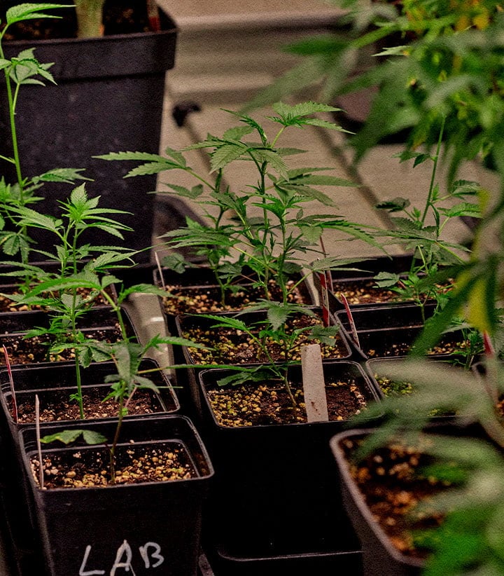 Cannabis clones preserving exceptional genetics from mother plant Young cannabis clones in pots preserving elite genetics identical mother plants for consistent aroma cannabinoid profile and high yield potential