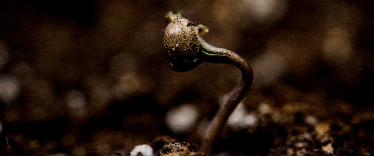 Close-up of a Wedding Cake cannabis seed sprouting in soil under warm, humid conditions around 22–25 °C.