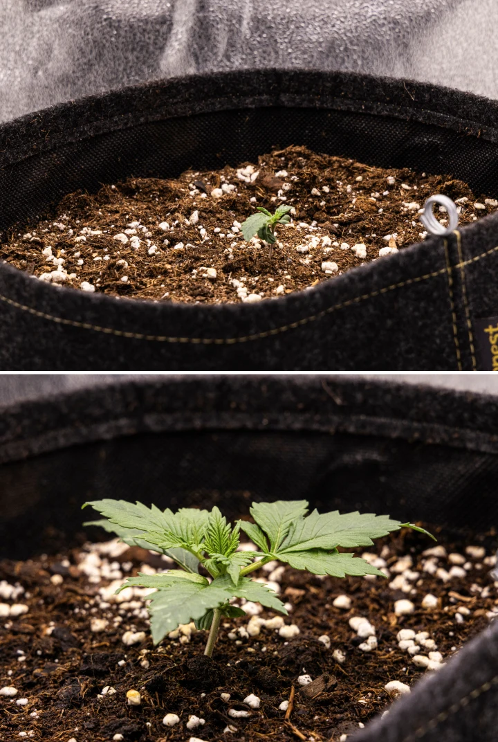 Granddaddy Purple Auto cannabis seedling during week 1, showing early growth in an 11 L fabric pot after direct sowing, with cotyledons open and first true leaves developing.