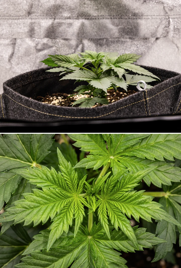 Granddaddy Purple Auto cannabis plant during week 2, showing stronger early vegetative growth, fresh branching, healthy green leaves, and recovery from its uneven seedling start.
