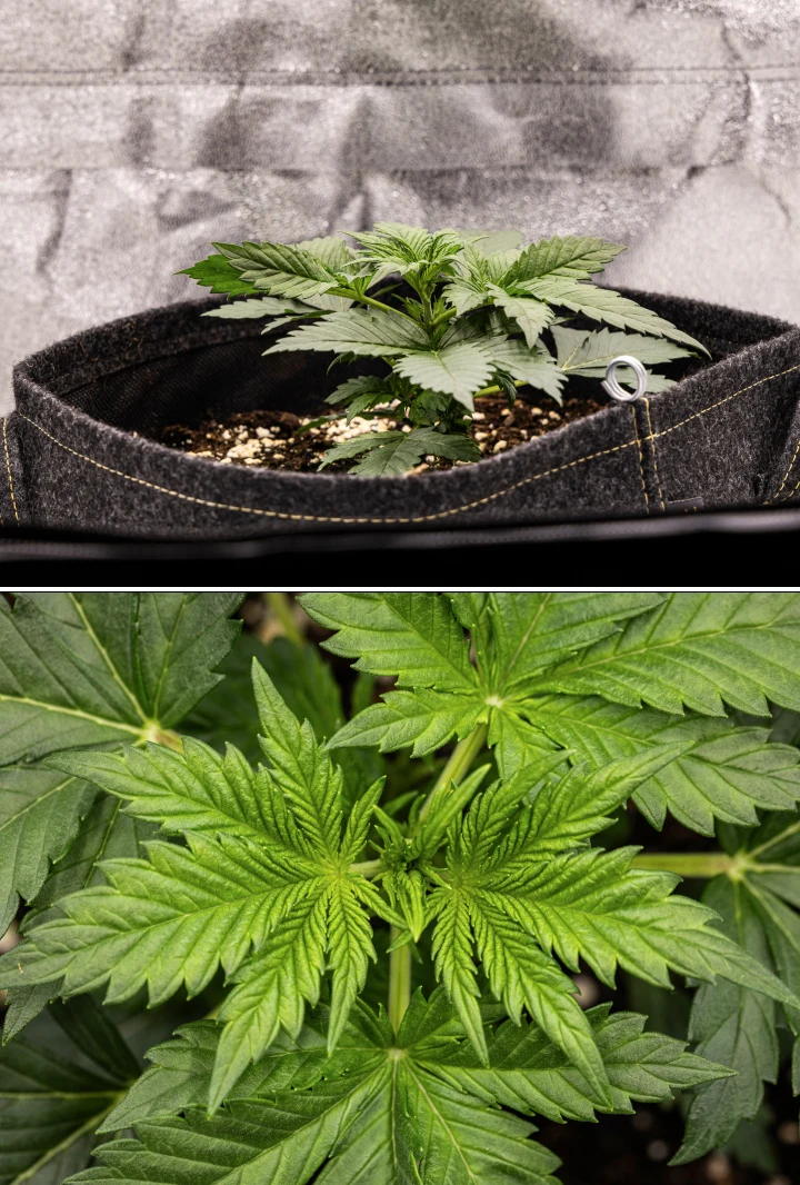 Granddaddy Purple Auto cannabis plant during week 4, showing a compact dark green canopy, strong stem development, and the first white pistils as flowering begins.