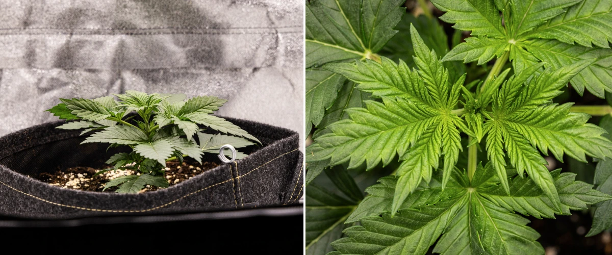 Granddaddy Purple Auto cannabis plant during week 2, showing stronger early vegetative growth, fresh branching, healthy green leaves, and recovery from its uneven seedling start.