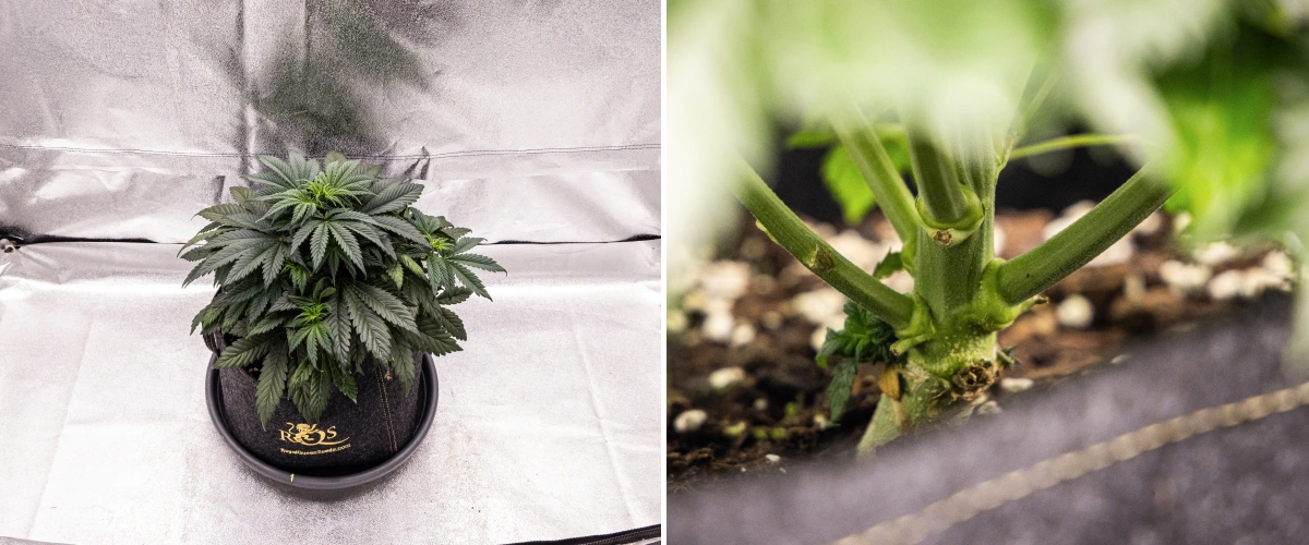 Granddaddy Purple Auto cannabis plant during week 4, showing a compact dark green canopy, strong stem development, and the first white pistils as flowering begins.