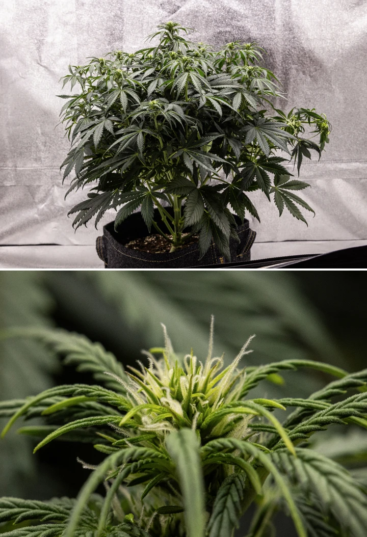 Granddaddy Purple Auto cannabis plant during week 6, showing a dense dark green flowering canopy, bushy branch structure, early white pistils, and healthy bud development.