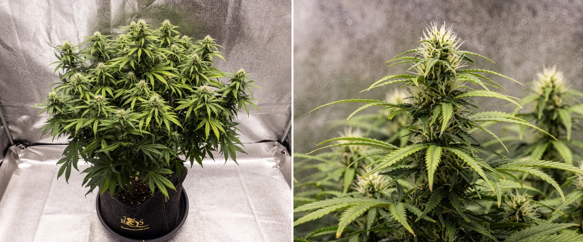 Granddaddy Purple Auto cannabis plant during week 8, showing solid bud development, a compact chubby canopy, healthy green foliage, and thick flowering colas four weeks into bloom.