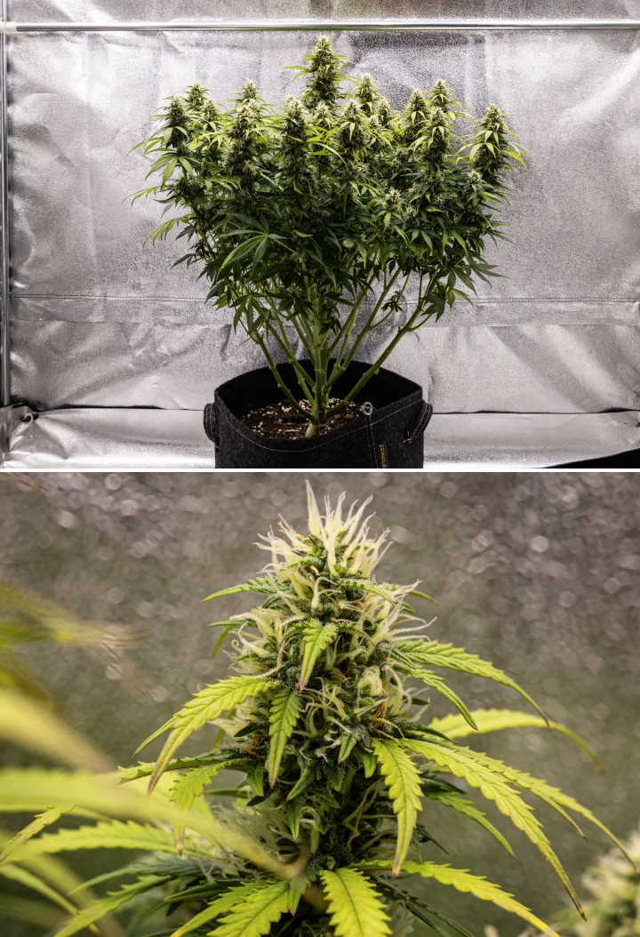 Granddaddy Purple Auto cannabis plant during week 9, showing firm trichome-rich buds, bouquet-like flowering branches, lighter green leaves, and glistening colas approaching maturity.