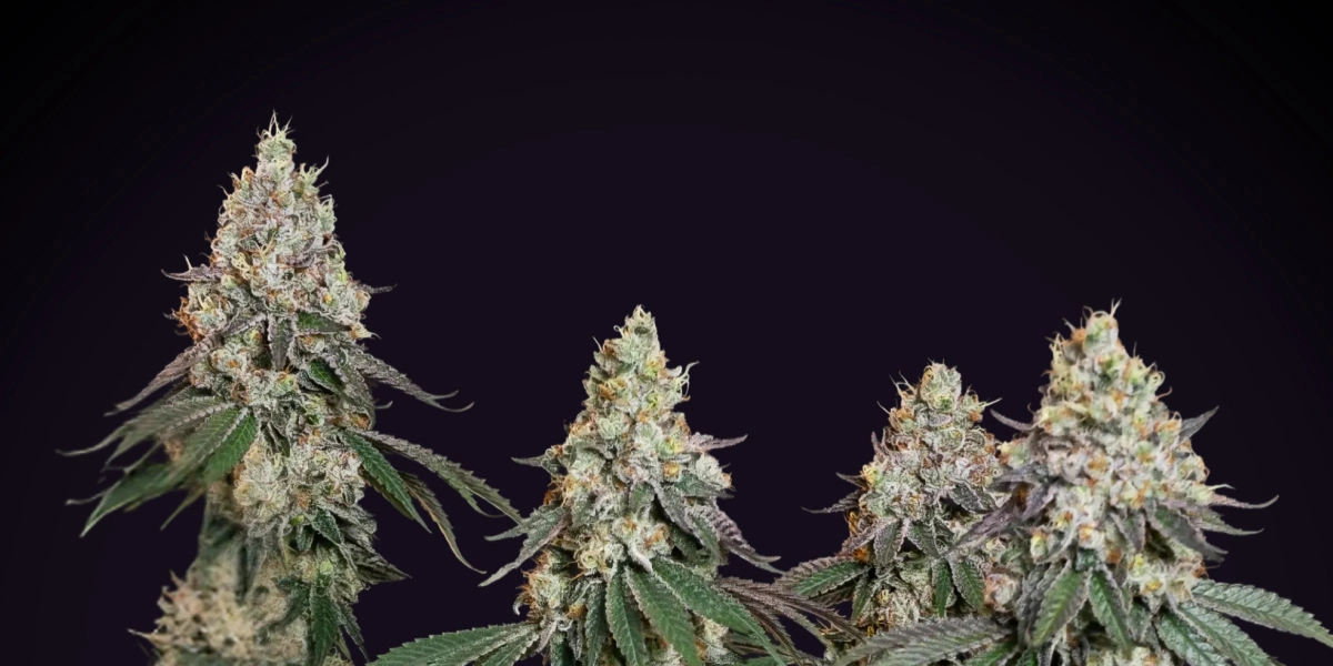 Grape Ape: Most Indica-Dominant Compact Strain Grape Ape cannabis plant with dense frosty colas, resinous buds, orange pistils, and compact flowering growth against a dark background.
