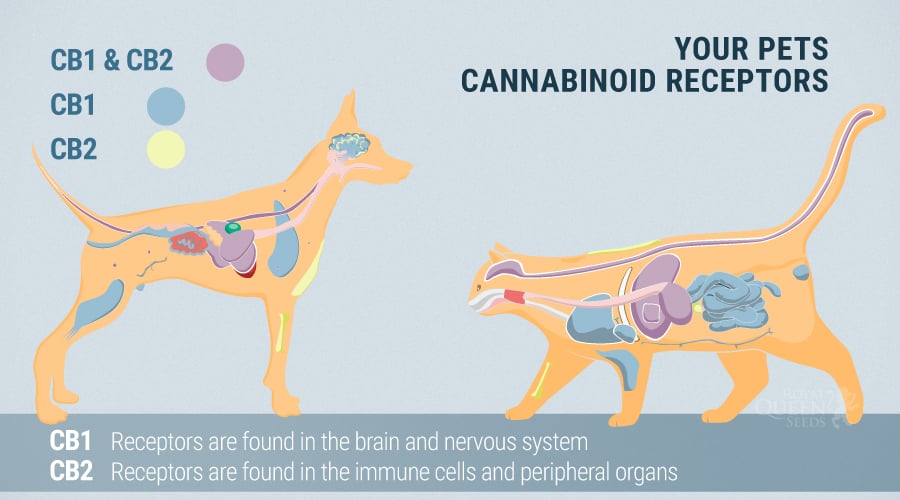 Cats and Dogs Endocannabinoid System