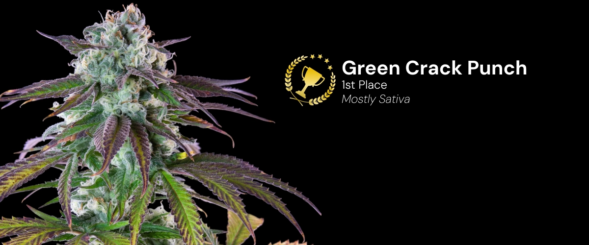 Green Crack Punch Cannabis Strain Award Winner Discover Green Crack Punch, a mostly sativa cannabis strain and award-winning variety with impressive resinous buds.