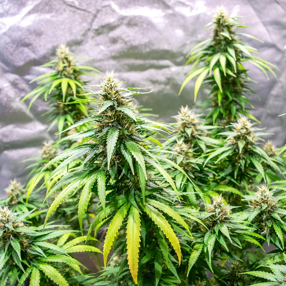 Green Gelato Green Gelato