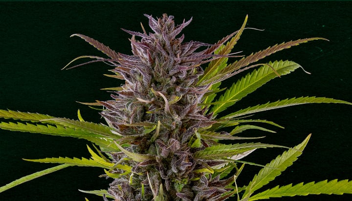 Green Gelato: Best cannabis strain for cloning Why Green Gelato is one of the best strains for cloning