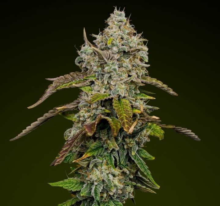 Blue Dream cannabis bud with dense frosty trichomes and hints of purple, known for its sweet fruity profile ideal for edibles