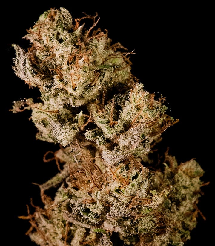 Dried and cured Wedding Cake cannabis buds on a dark background, showcasing dense, trichome-rich flowers ready for consumption after harvest and curing.